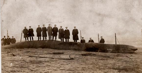 Port Vale players are photographed next to a whale, 1906